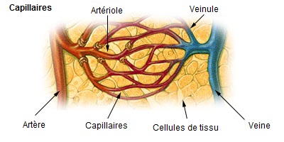 Illu capillary version francaise PG