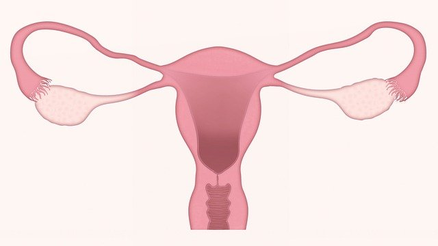 uterus ovaire